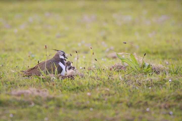 Van de Weidevogelman: Recept tegen koppijn