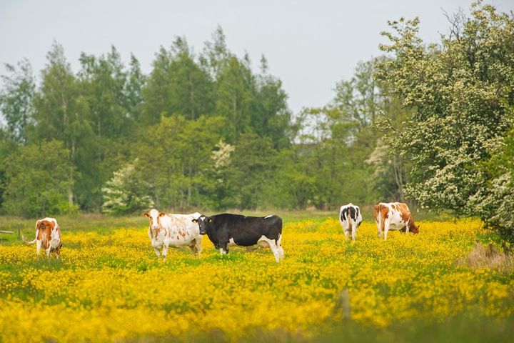 Extensiveren met behulp van een kosten- en batenanalyse