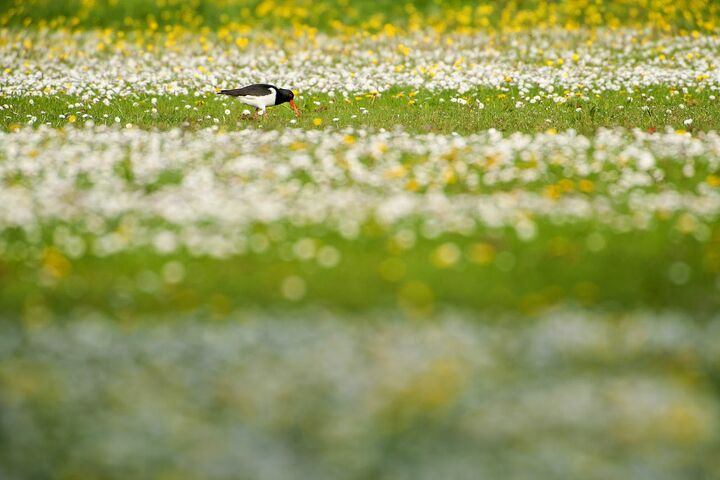 Gezocht: Senior beleidsmedewerker