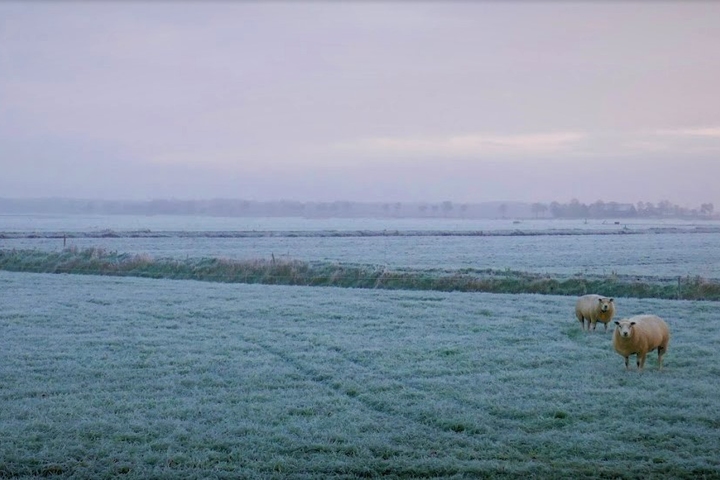 Advies bodemvruchtbaarheid en kruidenrijk grasland schapenhouderij