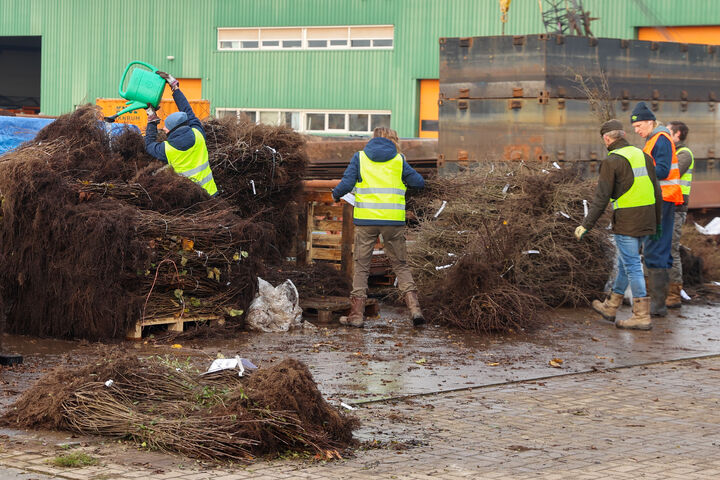 Boeren planten massaal bomen en hagen in Fryslân