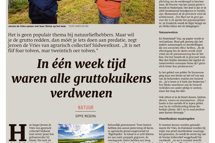 In één week tijd waren alle gruttokuikens verdwenen