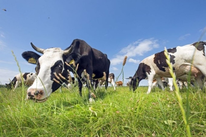 Bedrijfseconomische verkenning van nieuwe bedrijfsopzet met een biologische bedrijfsvoering