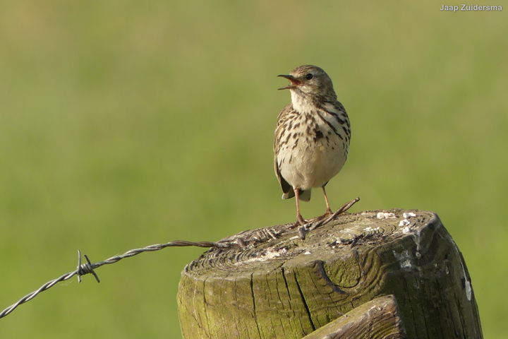 Weidevogelkennisdag 2026
