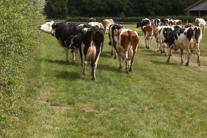 Gezocht: deelnemers aanplant voederhagen