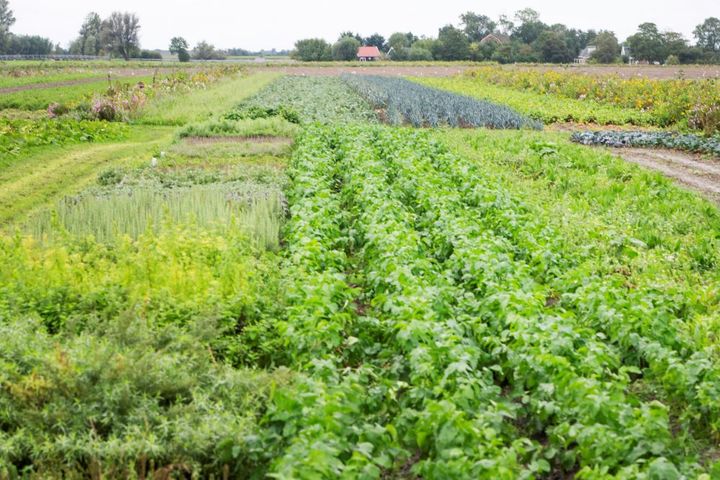 Boer of voedselproducent? Artikel in De Akkerbouwkrant