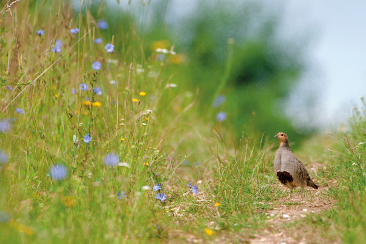 Busexcursie Natuurinclusieve Akkerbouw: hoe en waarom?