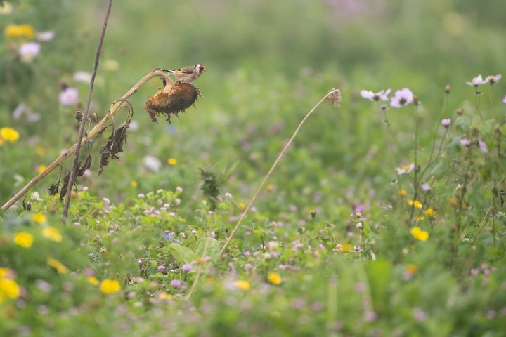 Natuurinclusieve landbouw met akkervogels