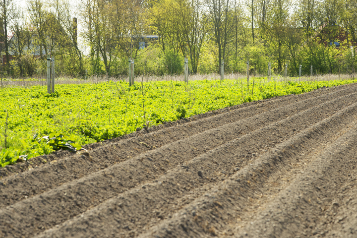 Begeleiding bij start tuinderij