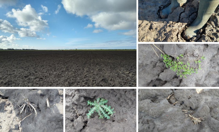 Effecten EM en mineralenbalans op teelt en bodem